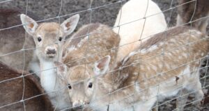 Im Tierpark Fauna wurde jetzt ein totes Damwildjunges aufgefunden, der Zaun zum Gehege war beschädigt und es wurde Hundgebell gehört. (Symbolfoto: © Bastian Glumm)