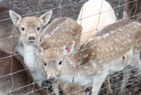 Im Tierpark Fauna wurde jetzt ein totes Damwildjunges aufgefunden, der Zaun zum Gehege war beschädigt und es wurde Hundgebell gehört. (Symbolfoto: © Bastian Glumm)