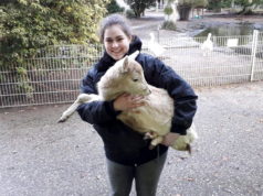 Fauna-Auszubildende Lara Kersten mit Jungtier "Anna", die eine Vergiftung mit Eiben überstanden hat. (Foto: © Tierpark Fauna)