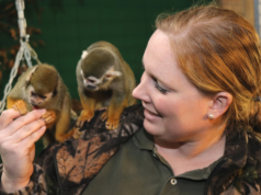 Christina Farke, zoologische Leiterin der Gräfrather Fauna, mit zwei ihrer neuesten Schützlinge. Am Montag sind sieben Totenkopfaffen im Solinger Tierpark eingezogen. (Foto: © Bastian Glumm)