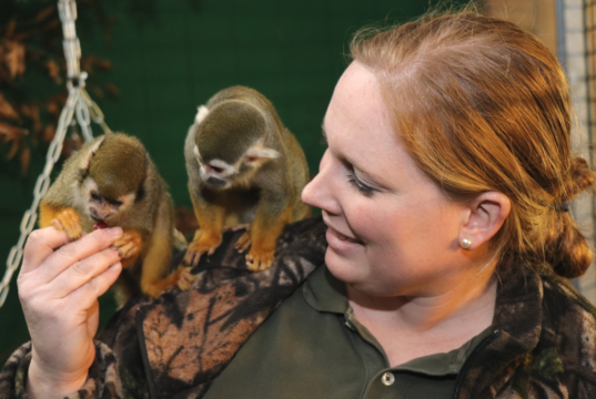 Christina Farke, zoologische Leiterin der Gräfrather Fauna, mit zwei ihrer neuesten Schützlinge. Am Montag sind sieben Totenkopfaffen im Solinger Tierpark eingezogen. (Foto: © Bastian Glumm)