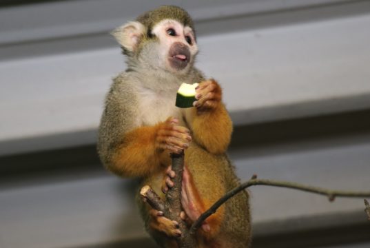 Nicht nur die Kapuzineraffen können im Tierpark Fauna in Gräfrath wieder besucht werden, solange sie im Außengehege herumtollen. Denn bis auf das Terrarienhaus kann die Fauna wieder in Gänze und ohne drastische Einschränkungen besucht werden. (Foto: © Bastian Glumm)