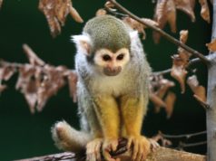 Auch die Kapuzineräffchen im Gräfrather Tierpark Fauna freuen sich wieder auf Besucherinnen und Besucher. (Archivfoto: © Bastian Glumm)