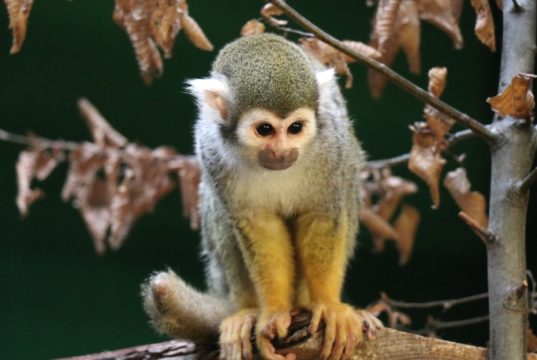 Auch die Kapuzineräffchen im Gräfrather Tierpark Fauna freuen sich wieder auf Besucherinnen und Besucher. (Archivfoto: © Bastian Glumm)