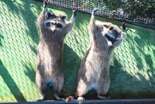 In der Gräfrather Fauna ist immer was los! (Archivfoto: © Bastian Glumm)