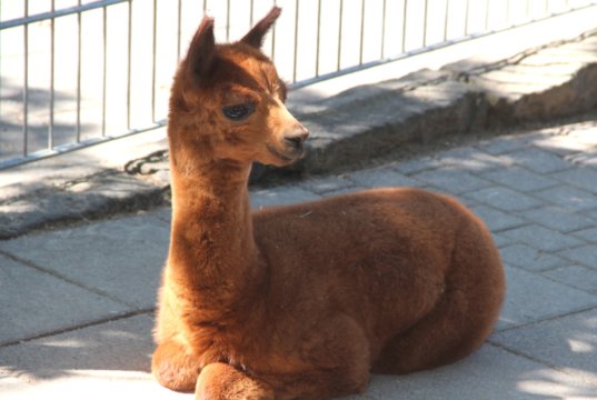 "Simba" kam vergangene Woche Donnerstag in der Fauna zur Welt. Der kleine Alpaka ist der derzeit jüngste Bewohner des Tierparks Fauna. (Foto: © Bastian Glumm)
