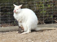 Die Kängurus fühlen sich im Tierpark Fauna pudelwohl. Kein Wunder, bewohnen die Tiere doch seit Frühjahr ein komplett saniertes Gehege. (Archivfoto: © B. Glumm)