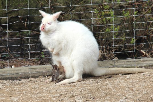 Die Kängurus fühlen sich im Tierpark Fauna pudelwohl. Kein Wunder, bewohnen die Tiere doch seit Frühjahr ein komplett saniertes Gehege. (Archivfoto: © B. Glumm)