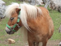Dank seiner blonden Mähne ist Mini-Shetlandpony "Picasso" ganz leicht zu erkennen. Seine Herzdame "Amarula" und Tocher "Pocahontas" ähneln sich dagegen sehr. (Foto: © B. Glumm)