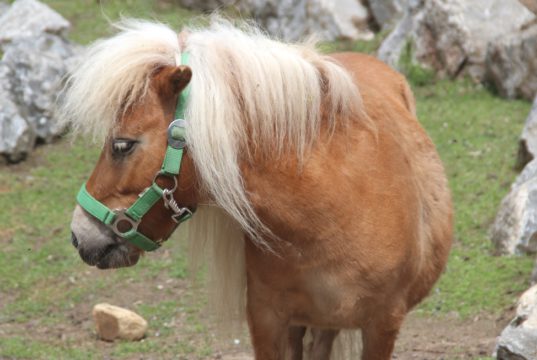 Dank seiner blonden Mähne ist Mini-Shetlandpony "Picasso" ganz leicht zu erkennen. Seine Herzdame "Amarula" und Tocher "Pocahontas" ähneln sich dagegen sehr. (Foto: © B. Glumm)