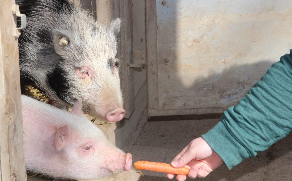 Überzeugungsarbeit mit einer Möhre: Die Minischweine Mona (gefleckt) und Rosi (rosa) haben am Mittwoch erstmals ihren Stall verlassen und gingen auf Erkundung in ihrem neuen Gehege in der Fauna. (Foto: © B. Glumm)