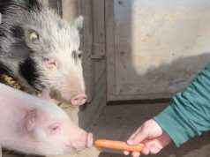 Überzeugungsarbeit mit einer Möhre: Die Minischweine Mona (gefleckt) und Rosi (rosa) haben am Mittwoch erstmals ihren Stall verlassen und gingen auf Erkundung in ihrem neuen Gehege in der Fauna. (Foto: © B. Glumm)