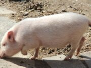 In Nordrhein-Westfalen ist erstmals die Afrikanische Schweinepest (ASP) nachgewiesen worden, teilt jetzt die Stadt Solingen mit. (Symbolfoto: © Bastian Glumm)