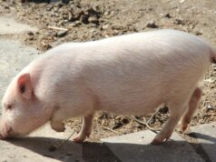In Nordrhein-Westfalen ist erstmals die Afrikanische Schweinepest (ASP) nachgewiesen worden, teilt jetzt die Stadt Solingen mit. (Symbolfoto: © Bastian Glumm)