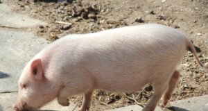 In Nordrhein-Westfalen ist erstmals die Afrikanische Schweinepest (ASP) nachgewiesen worden, teilt jetzt die Stadt Solingen mit. (Symbolfoto: © Bastian Glumm)