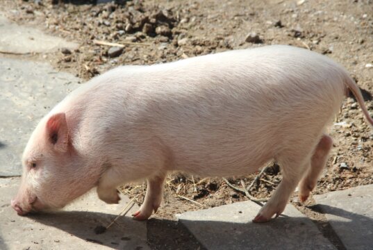 In Nordrhein-Westfalen ist erstmals die Afrikanische Schweinepest (ASP) nachgewiesen worden, teilt jetzt die Stadt Solingen mit. (Symbolfoto: © Bastian Glumm)