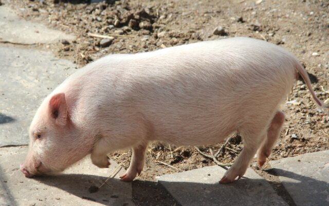 fauna-minischwein-rosi-mona-gehege-graefrath-3 In Nordrhein-Westfalen ist erstmals die Afrikanische Schweinepest (ASP) nachgewiesen worden, teilt jetzt die Stadt Solingen mit. (Symbolfoto: © Bastian Glumm)