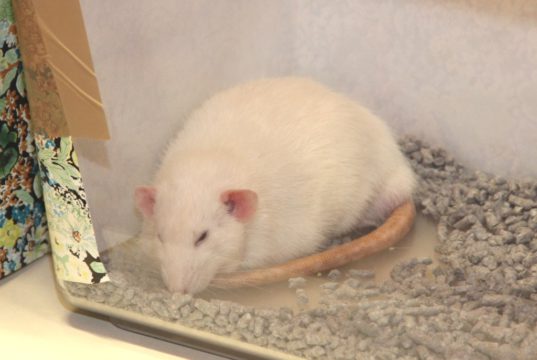 60 Ratten machen morgen Station in der Tierparkschule der Fauna. Preisrichter werden die schönsten Exemplare prämieren. (Archivfoto: © B. Glumm)