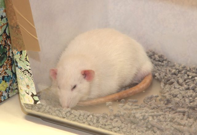 60 Ratten machen morgen Station in der Tierparkschule der Fauna. Preisrichter werden die schönsten Exemplare prämieren. (Archivfoto: © B. Glumm)