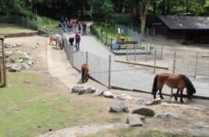 Der Gräfrather Tierpark Fauna begeistert vor allen Dingen Kinder und Familien. Der Park ist idyllisch und im Grünen gelegen. (Foto: © Bastian Glumm)