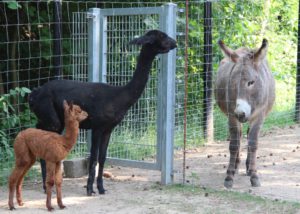 Alpaka-Mädchen Merida und Mutter Arielle in ihrem abgetrennten Bereich. Eselhengst Luna ist ganz vernarrt in das Neugeborene und würde es am liebsten adoptieren. (Foto: © B. Glumm)