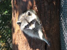 Nicht nur die Waschbären sind in in der Gräfrather Fauna derzeit unter sich. Denn aufgrund der Corona-Krise ist der Park seit drei Wochen für Besucher geschlossen. (Archivfoto: © Bastian Glumm)