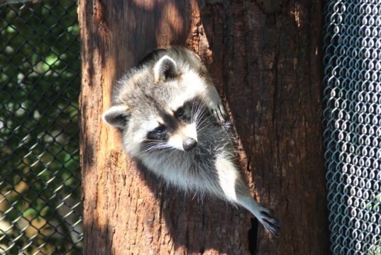 Nicht nur die Waschbären sind in in der Gräfrather Fauna derzeit unter sich. Denn aufgrund der Corona-Krise ist der Park seit drei Wochen für Besucher geschlossen. (Archivfoto: © Bastian Glumm)