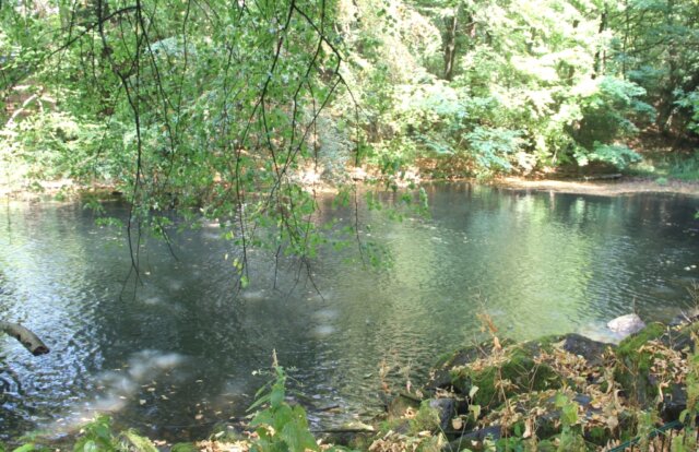 feuerwehr-bewaesserung-teich-park-8 Aufgrund der anhaltenden Trockenperiode beschränkt die Stadt Solingen die Wasserentnahme aus Oberflächengewässern. (Archivfoto: © Bastian Glumm)