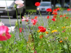 In den nächsten Tagen werden am Frankfurter Damm und an der Neuenkamper Straße die Pflanzen und Wiesenblumen am Straßenrand abgemäht. (Archivfoto: © Bastian Glumm)