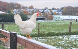 Hahn Olaf ist der Star des Bauernhofs Dickhoven in Rupelrath. (Foto: © Miriam Köppchen)