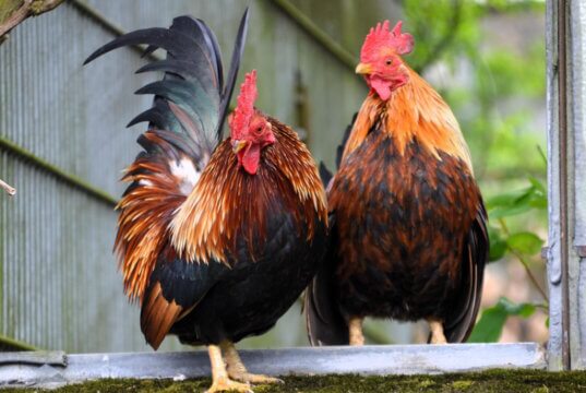 Das Landesamt für Natur, Umwelt und Verbraucherschutz hat angewiesen, dass das Hahneköppen in Solingen ab sofort verboten ist. (Symbolfoto: © Martina Hörle)