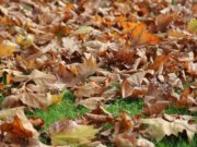 Wupperverband: Teils nur halb so viel Regen wie üblich im November (Archivfoto: © Bastian Glumm)