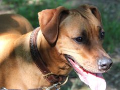 Heute verschickt die Stadt Solingen rund 8.480 Hundesteuer-Jahresbescheide für insgesamt 9.500 angemeldete Hunde. Auch die neuen Hundemarken werden mitgeschickt. (Foto: © Bastian Glumm)