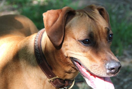 Heute verschickt die Stadt Solingen rund 8.480 Hundesteuer-Jahresbescheide für insgesamt 9.500 angemeldete Hunde. Auch die neuen Hundemarken werden mitgeschickt. (Foto: © Bastian Glumm)