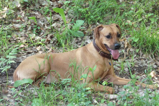Unter dem Motto „Alles rund um den Hund“ dreht sich am 9. März in der Cobra alles um unsere heißgeliebten Vierbeiner. (Foto: © Bastian Glumm)
