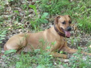 Stadt Solingen verschickt Hundesteuerbescheide im Januar Die Stadt Solingen verschickt demnächst die Hundesteuerbescheide. (Foto: © Bastian Glumm)