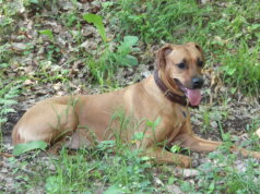 Stadt Solingen verschickt Hundesteuerbescheide im Januar Die Stadt Solingen verschickt demnächst die Hundesteuerbescheide. (Foto: © Bastian Glumm)