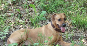 Stadt Solingen verschickt Hundesteuerbescheide im Januar Die Stadt Solingen verschickt demnächst die Hundesteuerbescheide. (Foto: © Bastian Glumm)