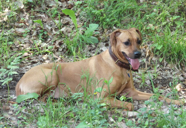 hunde-hundemarken-hundesteuer Die Stadt Solingen verschickt demnächst die Hundesteuerbescheide. (Foto: © Bastian Glumm)