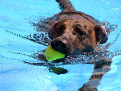 Dass Hunde Wasser lieben, ist kein Geheimnis. Und die meisten sind sogar überaus gute Schwimmer. Im Heidebad dürfen die Vierbeiner zum Saisonabschluss beim beliebten Hundeschwimmen ihre Runden drehen. (Archivfoto: © Martina Hörle)