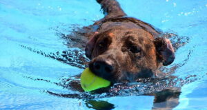 Dass Hunde Wasser lieben, ist kein Geheimnis. Und die meisten sind sogar überaus gute Schwimmer. Im Heidebad dürfen die Vierbeiner zum Saisonabschluss ihre Runden drehen. (Archivfoto: © Martina Hörle)
