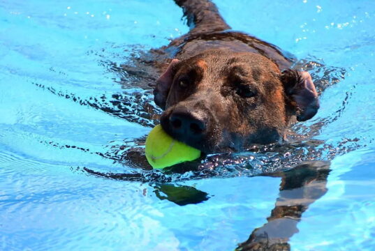 Dass Hunde Wasser lieben, ist kein Geheimnis. Und die meisten sind sogar überaus gute Schwimmer. Im Heidebad dürfen die Vierbeiner zum Saisonabschluss beim beliebten Hundeschwimmen ihre Runden drehen. (Archivfoto: © Martina Hörle)