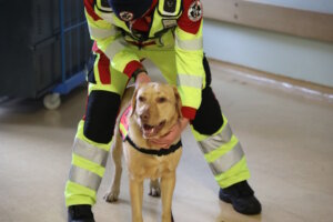 Ein Rettungshund kurz vor dem Training im Inneren des ehemaligen Bettenhauses G – die Teams übten dort die Suche nach vermissten Personen unter realistischen Bedingungen. (Foto: © Bastian Glumm)