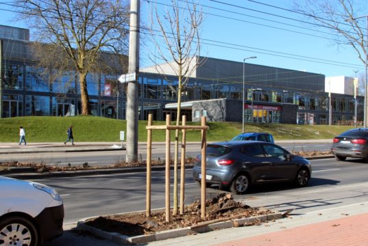 Am heutigen Freitag werden 13 Blumeneschen und zwei Platanen an der Konrad-Adenauer-Straße gepflanzt. Ihren Platz finden die jungen Bäume zwischen den Parkbuchten, auf dem Mittelstreifen, vor der Seniorenresidenz und in den Baumbeeten an der Einmündung Potsdamer Straße. (Foto: © Bastian Glumm)