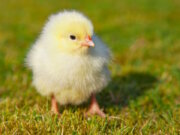 Neun verirrte Küken wurden am Caspersbroicher Weg in Solingen-Ohligs von der Feuerwehr gerettet und anschließend am Stiehlsteich wieder ausgesetzt. (Symbolfoto: © Kaesler Media - stock.adobe.com)