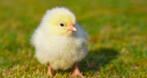 Neun verirrte Küken wurden am Caspersbroicher Weg in Solingen-Ohligs von der Feuerwehr gerettet und anschließend am Stiehlsteich wieder ausgesetzt. (Symbolfoto: © Kaesler Media - stock.adobe.com)