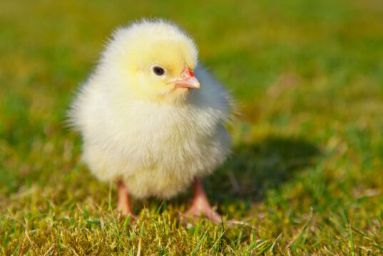 Neun verirrte Küken wurden am Caspersbroicher Weg in Solingen-Ohligs von der Feuerwehr gerettet und anschließend am Stiehlsteich wieder ausgesetzt. (Symbolfoto: © Kaesler Media - stock.adobe.com)