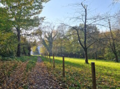 In Solingen entstehen mehrere "MehrArtenRäume", wie hier im Bereich Heiderbusch und Frankenstraße. (Foto: © Bastian Glumm)