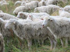 Seit Freitag ist die 300-köpfige Wanderschafherde wieder in der Ohligser Heide zur Beweidung. In den kommenden Wochen werden die Tiere dort zu sehen und auch zu hören sein. (Foto: © BSMW)