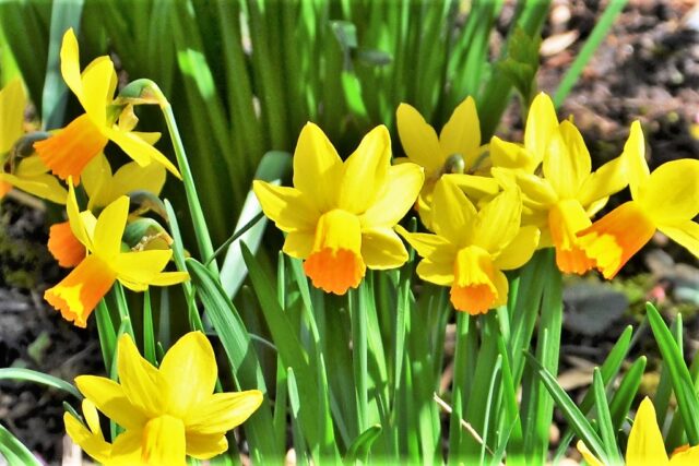 Narzissen, auch Osterglocken genannt, sind mit ihren fröhlichen Farben Vorboten des Frühlings. (Foto: © Martina Hörle)